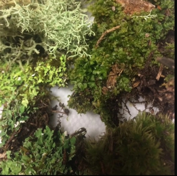 Live Moss for Fairy Gardens etc - Picture 3 of 7